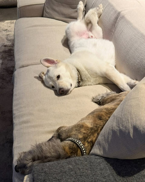 Обійми з Гомес і Кокс, квіти та песики: Еністон потішила теплими фотоспогадами