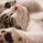 Почему коты мурчат: правда ли, что так они выражают любовь