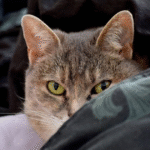 Как кошки могут распознавать болезни своих хозяев: научный факт