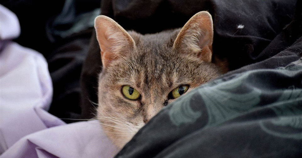 Как кошки могут распознавать болезни своих хозяев: научный факт