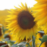 Какой сегодня праздник: 29 июля 2025 — день ангела, три главные запреты дня