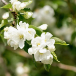 Какой сегодня праздник: 22 августа 2025 – день мучеников Агафоника, традиции, приметы, запреты и день ангела