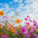 Какое сегодня празднование: 24 августа 2025 — день святого Евтихия, традиции, приметы, запреты и именины