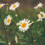 Какой сегодня праздник 24 сентября 2025 года — память Феодосия Манявского, традиции, приметы что нельзя делать