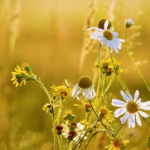 Какой сегодня праздник: 6 сентября – Чудо архистратига Михаила в Хонах, история праздника, приметы и что нельзя делать