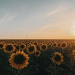 подсолнечник