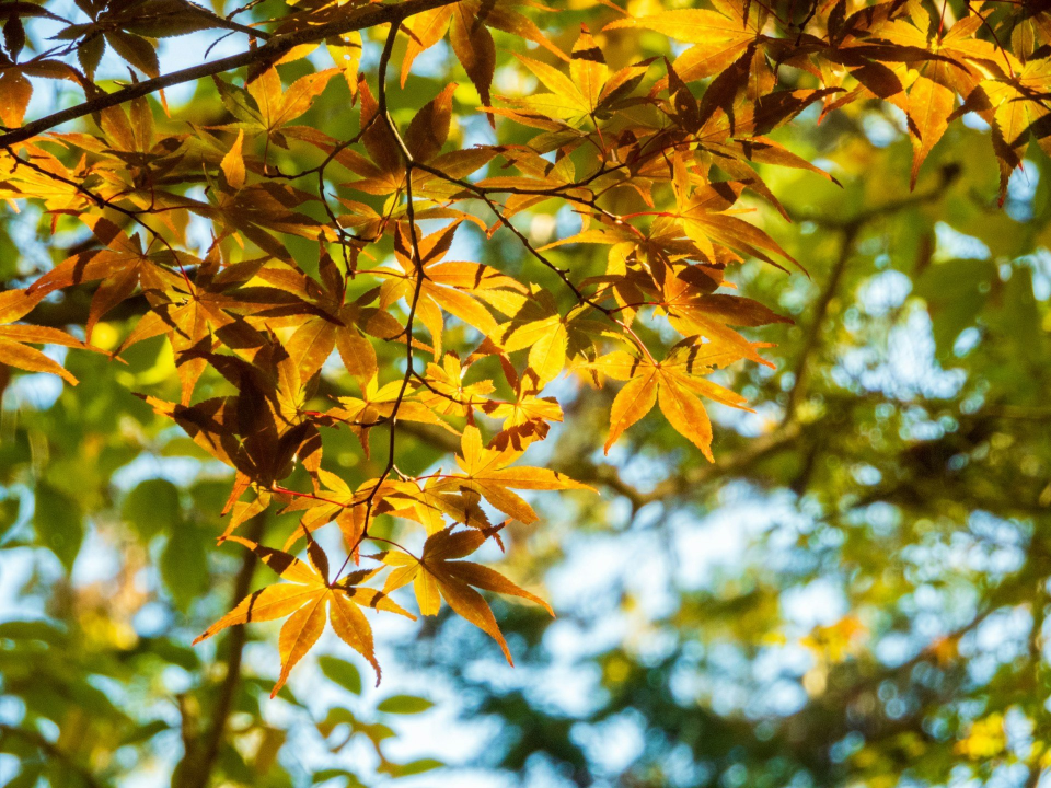 Какой сегодня праздник: 10 октября — день памяти святых Евлампия и Евлампии, приметы и что нельзя делать