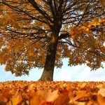 Какой сегодня праздник: 15 октября 2025 — день святого Евфимия Солунского, традиции и приметы