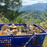 Грибные места в Карпатах 2025: куда поехать за грибами на Закарпатье и Прикарпатье