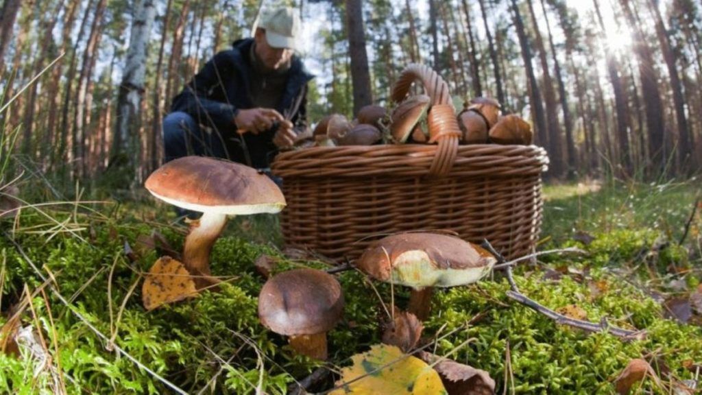 Грибные места в Карпатах 2025: куда поехать за грибами на Закарпатье и Прикарпатье