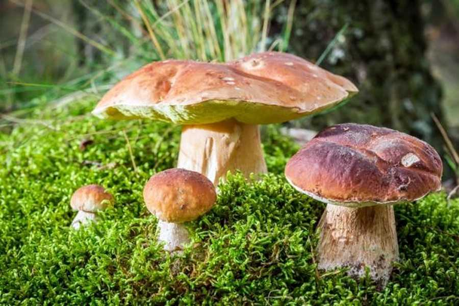 Грибные места Львовщины 2025: куда поехать на тихую охоту и где искать лучшие локации