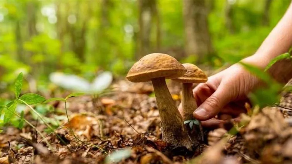 Где искать грибы на Черниговщине 2025: лучшие места и направления для сбора в области