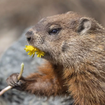 День сурка 2026: что предсказал харьковский сурок Тимко о приходе весны