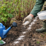 Малина весной 2026: чем подкормить, какие удобрения выбрать и как правильно вносить