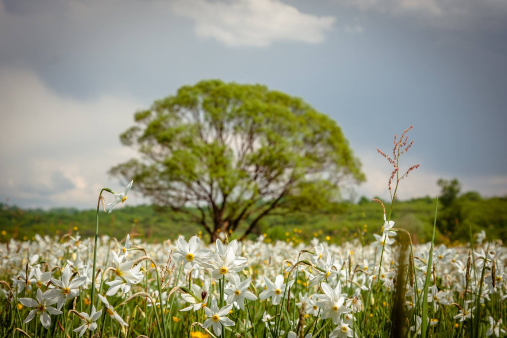 Когда ехать в Долину нарциссов в Хусте 2026: сроки цветения, правила и цены на вход
