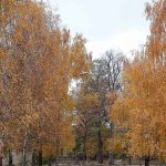 Осінній парк КПІ в Києві з жовтим листям — Всесвітній день психічного здоров'я 10 жовтня