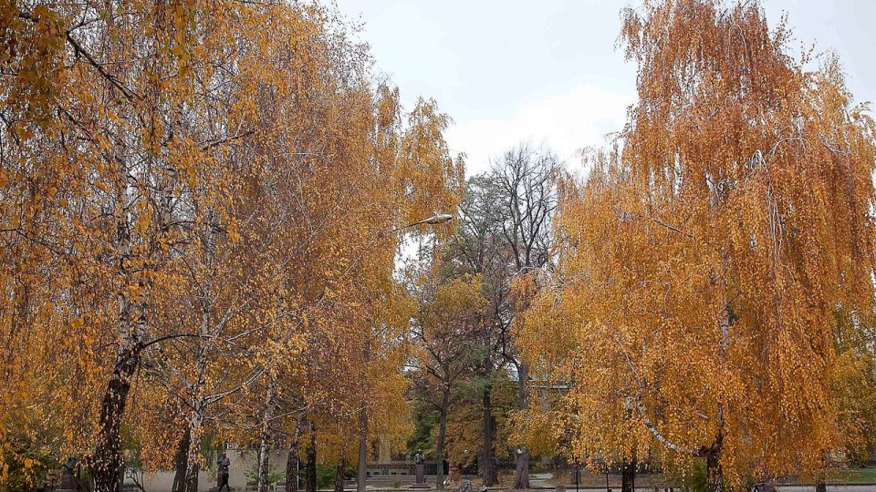 Осінній парк КПІ в Києві з жовтим листям — Всесвітній день психічного здоров'я 10 жовтня