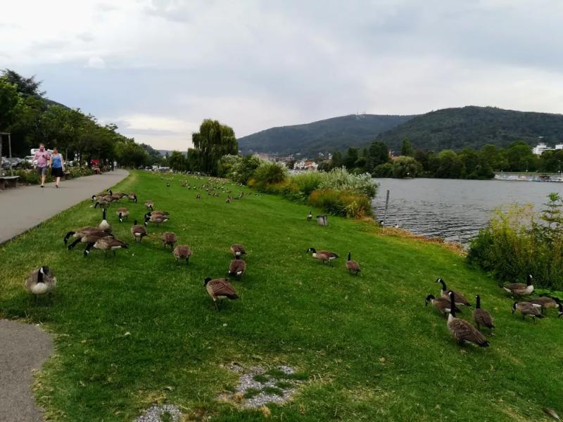 Гайдельберг: романтическая жемчужина Германии с винной бочкой и старейшим университетом