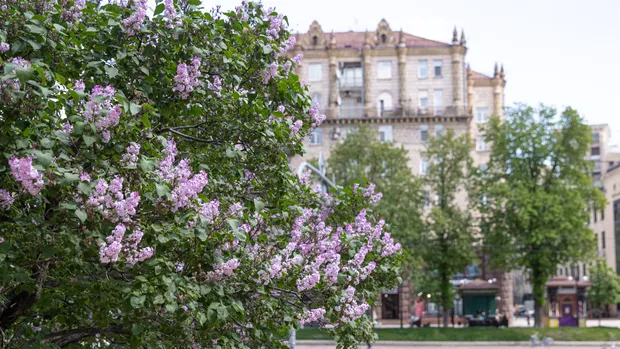 В Киеве расцвела сирень: как выглядят городские улицы &ndash; фото